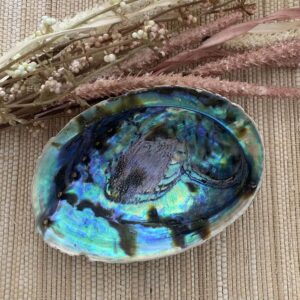 Abalone Shell
